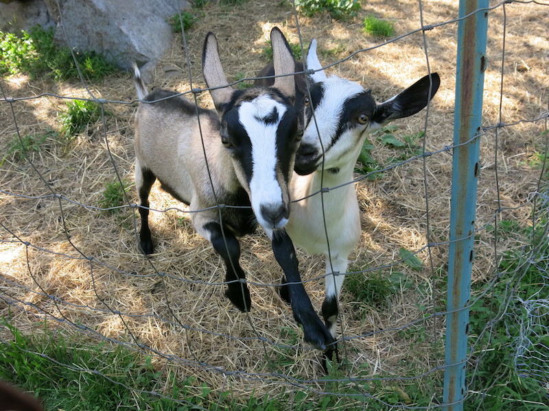 two alpine goat kids