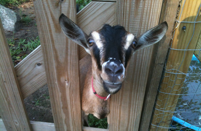 kid goat smiling through a fence