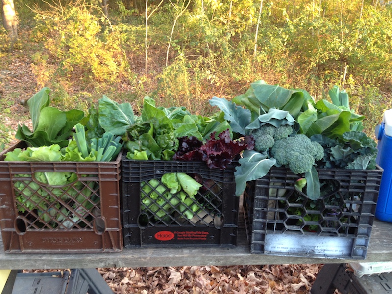 milk crates filled with organic vegetables