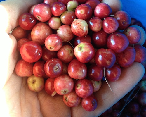 handful of cranberries